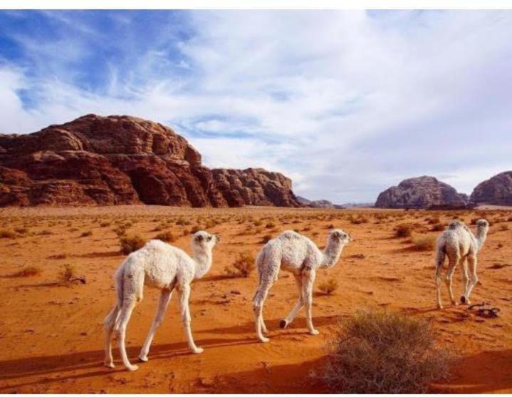Star Magic Camp Hotel Wadi Rum Eksteriør billede